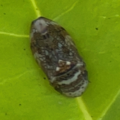 Neovulturnus vultuosus (A leafhopper) at Darlington, NSW - 21 Jan 2024 by Hejor1