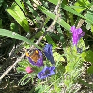 Apis mellifera at Mount Mugga Mugga - 21 Jan 2024