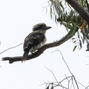 Dacelo novaeguineae at South East Forest National Park - 18 Jan 2024