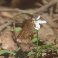 Toxidia rietmanni (White-brand Grass-skipper) at Monga, NSW - 21 Jan 2024 by MatthewFrawley