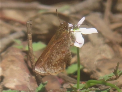 Toxidia rietmanni (White-brand Grass-skipper) at Monga National Park - 21 Jan 2024 by MatthewFrawley