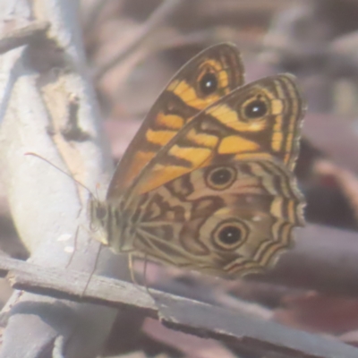 Geitoneura acantha (Ringed Xenica) at Monga National Park - 21 Jan 2024 by MatthewFrawley