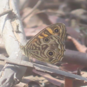 Geitoneura acantha at QPRC LGA - 21 Jan 2024