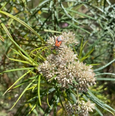 Gminatus australis (Orange assassin bug) at Mount Mugga Mugga - 20 Jan 2024 by JamonSmallgoods