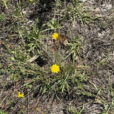 Junonia villida (Meadow Argus) at Mount Mugga Mugga - 20 Jan 2024 by JamonSmallgoods