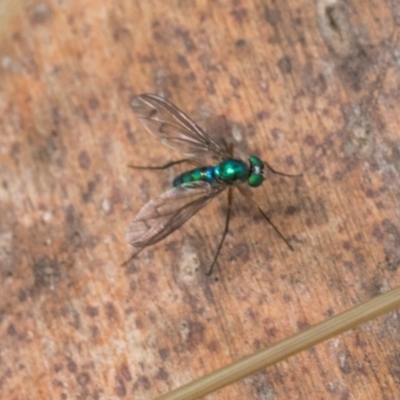 Unidentified Long-legged Fly (Dolichopodidae) at Bemboka, NSW - 17 Jan 2024 by AlisonMilton