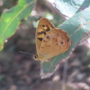 Heteronympha paradelpha at QPRC LGA - 21 Jan 2024 03:55 PM