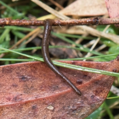 Hirudinea sp. (Class) (Unidentified Leech) at Glenbog State Forest - 18 Jan 2024 by AlisonMilton