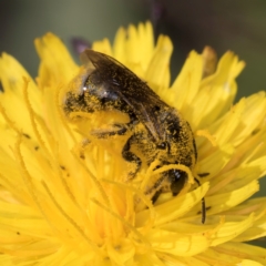 Lasioglossum (Chilalictus) sp. (genus & subgenus) (Halictid bee) at Blue Devil Grassland, Umbagong Park (BDG) - 20 Jan 2024 by kasiaaus