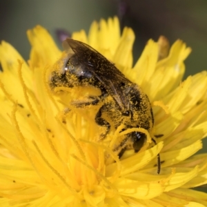 Lasioglossum (Chilalictus) sp. (genus & subgenus) at Latham, ACT - 21 Jan 2024 10:26 AM