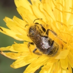 Lasioglossum (Chilalictus) sp. (genus & subgenus) at Latham, ACT - 21 Jan 2024 10:26 AM