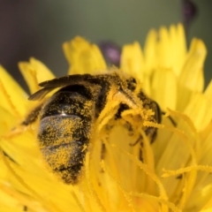 Lasioglossum (Chilalictus) sp. (genus & subgenus) at Latham, ACT - 21 Jan 2024 10:26 AM