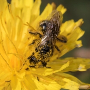 Lasioglossum (Chilalictus) sp. (genus & subgenus) at Latham, ACT - 21 Jan 2024 10:26 AM