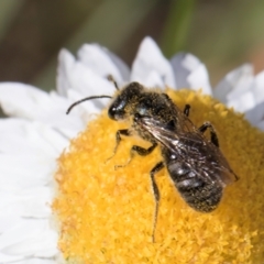 Lasioglossum (Chilalictus) sp. (genus & subgenus) (Halictid bee) at Latham, ACT - 20 Jan 2024 by kasiaaus