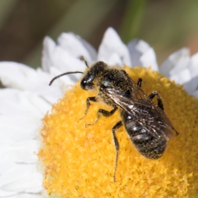 Lasioglossum (Chilalictus) sp. (genus & subgenus) (Halictid bee) at Blue Devil Grassland, Umbagong Park (BDG) - 20 Jan 2024 by kasiaaus