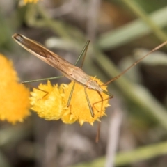 Mutusca brevicornis (A broad-headed bug) at Latham, ACT - 20 Jan 2024 by kasiaaus