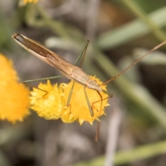 Mutusca brevicornis (A broad-headed bug) at Latham, ACT - 21 Jan 2024 by kasiaaus