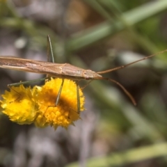 Mutusca brevicornis at Latham, ACT - 21 Jan 2024 10:43 AM