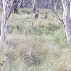 Macropus giganteus (Eastern Grey Kangaroo) at Mt Holland - 21 Jan 2024 by danswell