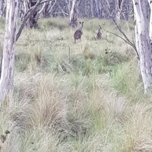 Macropus giganteus at Mt Holland - 21 Jan 2024