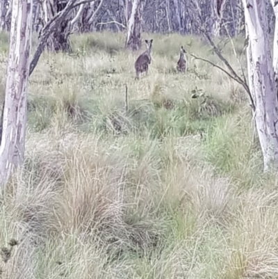 Macropus giganteus (Eastern Grey Kangaroo) at Mt Holland - 21 Jan 2024 by danswell