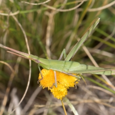 Acrida conica (Giant green slantface) at Latham, ACT - 21 Jan 2024 by kasiaaus