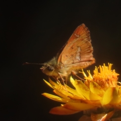 Dispar compacta (Barred Skipper) at Monga National Park - 21 Jan 2024 by MatthewFrawley