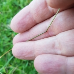 Rytidosperma sp. (Wallaby Grass) at Mt Holland - 21 Jan 2024 by danswell