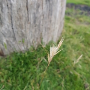 Rytidosperma sp. at Mt Holland - 21 Jan 2024