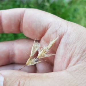 Rytidosperma sp. at Mt Holland - 21 Jan 2024