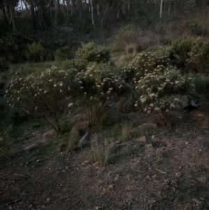 Cassinia longifolia at Aranda Bushland - 21 Jan 2024