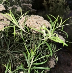 Cassinia longifolia at Aranda, ACT - 21 Jan 2024