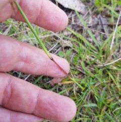 Bothriochloa macra (Red Grass, Red-leg Grass) at Mt Holland - 21 Jan 2024 by danswell