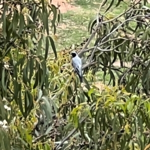 Coracina novaehollandiae at Reid, ACT - 20 Jan 2024