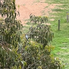 Coracina novaehollandiae at Reid, ACT - 20 Jan 2024