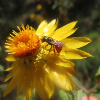 Exoneura sp. (genus) (A reed bee) at Monga National Park - 21 Jan 2024 by MatthewFrawley