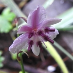 Arthropodium minus (Small Vanilla Lily) at Booth, ACT - 15 Jan 2024 by JohnBundock