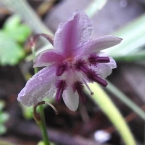 Arthropodium minus at Namadgi National Park - 16 Jan 2024