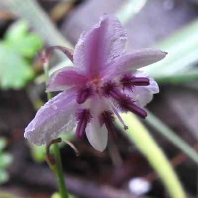 Arthropodium minus (Small Vanilla Lily) at Booth, ACT - 15 Jan 2024 by JohnBundock