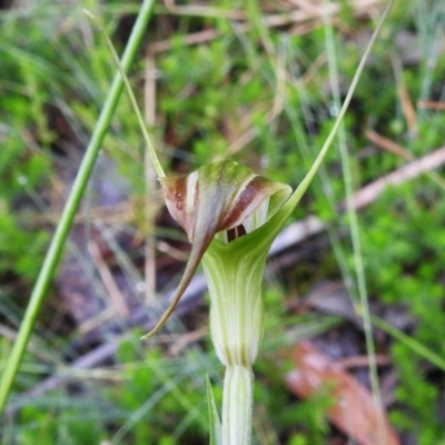 Diplodium decurvum (Summer greenhood) at Booth, ACT - 16 Jan 2024 by JohnBundock