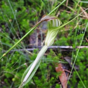 Diplodium decurvum at Namadgi National Park - suppressed