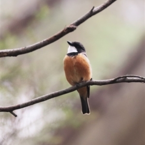 Pachycephala rufiventris at Tidbinbilla Nature Reserve - 23 Dec 2023