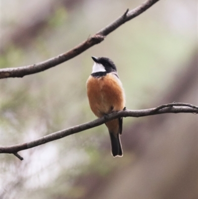 Pachycephala rufiventris (Rufous Whistler) at Paddys River, ACT - 23 Dec 2023 by HappyWanderer