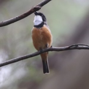 Pachycephala rufiventris at Tidbinbilla Nature Reserve - 23 Dec 2023