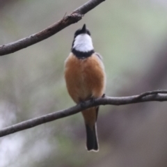 Pachycephala rufiventris at Tidbinbilla Nature Reserve - 23 Dec 2023