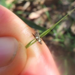 Glyphipterix chrysoplanetis (A Sedge Moth) at Monga National Park - 21 Jan 2024 by MatthewFrawley