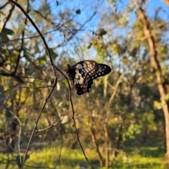 Papilio anactus (Dainty Swallowtail) at Chapman, ACT - 21 Jan 2024 by BethanyDunne
