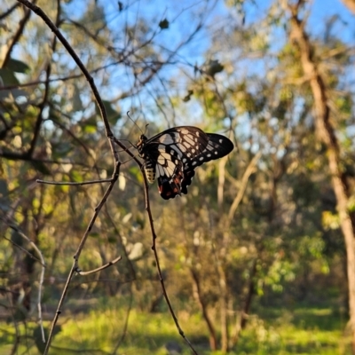 Papilio anactus (Dainty Swallowtail) at Chapman, ACT - 21 Jan 2024 by BethanyDunne