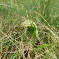 Diplodium aestivum (Long-tongued Summer Greenhood) at Cotter River, ACT - 20 Jan 2024 by shoko