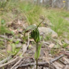 Diplodium aestivum (Long-tongued Summer Greenhood) at Namadgi National Park - 20 Jan 2024 by shoko